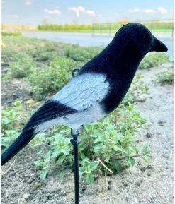 Ekster 3 Stuks Vogelverschrikker- ProLoo Nep Ekster Met Grondpin En Ophang Oog - Vogelverjager - Decoratie Ekster -Gardena Winkel 1024x1200 6