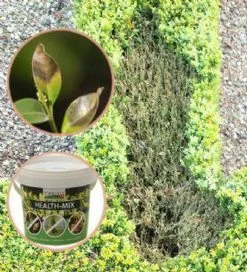Topbuxus Buxus Health Mix -Gardena Winkel 1089x1200 4