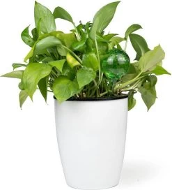 Merkloos Decopatent® 4 Stuks - Waterdruppelaar Voor Planten - Watergever - Glas - Waterbollen - Watergeefsysteem - Plantenbollen - Groen 15 Merkloos Decopatent® 4 Stuks - Waterdruppelaar Voor Planten - Watergever - Glas - Waterbollen - Watergeefsysteem - Plantenbollen - Groen -Gardena Winkel 1091x1200 5