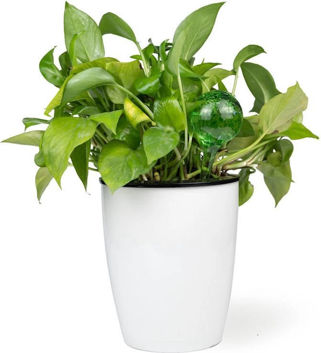 Merkloos Decopatent® 4 Stuks - Waterdruppelaar Voor Planten - Watergever - Glas - Waterbollen - Watergeefsysteem - Plantenbollen - Groen 6 Merkloos Decopatent® 4 Stuks - Waterdruppelaar Voor Planten - Watergever - Glas - Waterbollen - Watergeefsysteem - Plantenbollen - Groen - Afbeelding 6