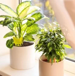 Merkloos Rouwvliegjes Bestrijden - Fruitvliegjes - Vliegenvanger - Plakplaatjes - 20 Stuks -Gardena Winkel 1179x1200 5