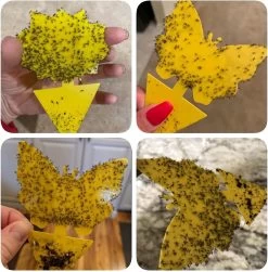 Vliegenvanger Set 24 Stuks - Fruitvliegjes Vanger - Rouwvliegjes Bestrijden - Insectenvanger - Plakstrips Dubbelzijdig -Gardena Winkel 1180x1200 8