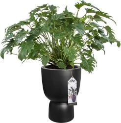 Elho Pure Coupe 41 - Bloempot Voor Binnen & Buiten - Ø 41.3 X H 57.9 Cm - Zwart/Zwart -Gardena Winkel 1181x1200 5