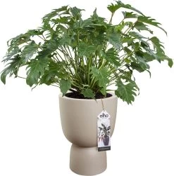 Elho Pure Coupe 41 - Bloempot Voor Binnen & Buiten - Ø 41.3 X H 57.9 Cm - Beige/Balanced Beige -Gardena Winkel 1181x1200 6