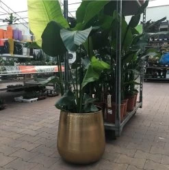 Gina Da Bloempot Karakter Goud - XL -Gardena Winkel 1191x1200 8