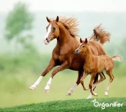 Kalk Korrel Meststof Verrijkt Met Magnesium (5Kg - Voor 100m2) Voor Dieper Bladgroen (+PH) Speciaal Voor Gazon, Perken, Moestuin En Openbaar Groen - Organifer -Gardena Winkel 1200x1071