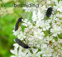 Rouwvliegjes Bestrijden Met Aaltjes - Voor 20m² Of Circa 50 Kamerplanten - 10 Mln Steinernema Feltiae - Aaltjes Tegen Rouwvliegjes - Biologisch Bestrijden -Gardena Winkel 1200x1088 4