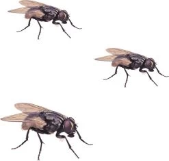 HGX Vliegenvanger - 4 Stuks - Bevat Geen Giftige Stoffen - Zeer Sterke Kleefband - Geurloos -Gardena Winkel 1200x1141 11