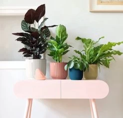 Elho Vibes Fold Rond 30 - Bloempot Voor Binnen - Ø 29.5 X H 27.2 Cm - Delicaat Roze 17 Elho Vibes Fold Rond 30 - Bloempot Voor Binnen - Ø 29.5 X H 27.2 Cm - Delicaat Roze -Gardena Winkel 1200x1149 8