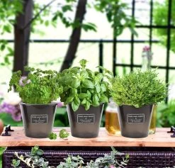 Merkloos Kruidenpot Waterreservoir Verse Kruiden Plantenpot Met Watergeefsysteem Voor Vensterbank Keuken Kruidentuin Binnen Set Van 10 Stuks Zwart -Gardena Winkel 1200x1152 10