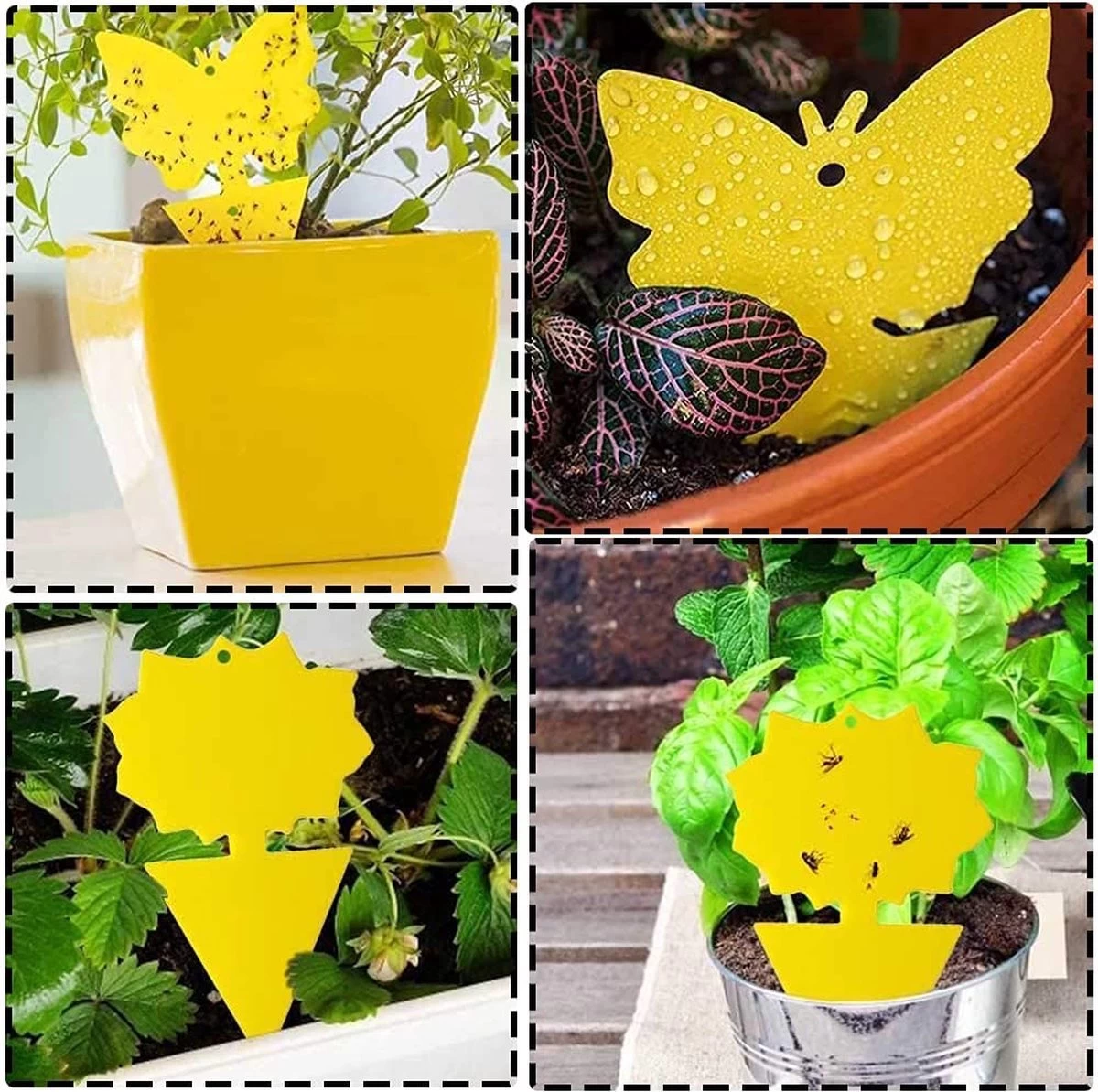 Rouwvliegjes Bestrijden - Fruitvliegjes Vanger - Varenrouwmug Bestrijden - Vangplaten 6 Rouwvliegjes Bestrijden - Fruitvliegjes Vanger - Varenrouwmug Bestrijden - Vangplaten - Afbeelding 6