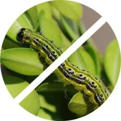 TOPBUXUS Anti Rups (voorheen XenTari) Tegen Buxusrups - Buxusmot - Voor 200 M² Buxus -Gardena Winkel 1200x1197 34