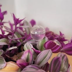 Merkloos JADI - Druppelsysteem - Waterdruppelaar Voor Uw Planten - Set Van 6 Stuks - 3 Grote & 3 Kleine - Transparante Waterbollen -Gardena Winkel 1200x1200 1138