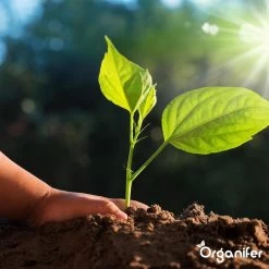 Koemestkorrels 3in1 (20Kg Voor 200m2) Allround Organische Meststof - Direct Opneembare Voeding - Langdurige Werking > 120 Dagen - Geurloos - Verbeterd Bodem - Lavameel Toevoeging - Versterkt Gras En Planten - Organifer -Gardena Winkel 1200x1200 1483