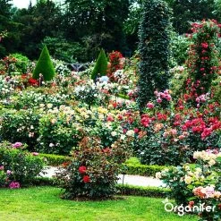 Koemestkorrels 3in1 (20Kg Voor 200m2) Allround Organische Meststof - Direct Opneembare Voeding - Langdurige Werking > 120 Dagen - Geurloos - Verbeterd Bodem - Lavameel Toevoeging - Versterkt Gras En Planten - Organifer -Gardena Winkel 1200x1200 1484