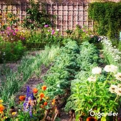 Koemestkorrels 3in1 (20Kg Voor 200m2) Allround Organische Meststof - Direct Opneembare Voeding - Langdurige Werking > 120 Dagen - Geurloos - Verbeterd Bodem - Lavameel Toevoeging - Versterkt Gras En Planten - Organifer -Gardena Winkel 1200x1200 1485