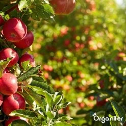 Koemestkorrels 3in1 (20Kg Voor 200m2) Allround Organische Meststof - Direct Opneembare Voeding - Langdurige Werking > 120 Dagen - Geurloos - Verbeterd Bodem - Lavameel Toevoeging - Versterkt Gras En Planten - Organifer -Gardena Winkel 1200x1200 1486