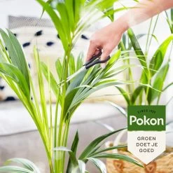 Pokon Bio Palm Voeding - 250ml - Plantenvoeding (bio) - 7ml Per 1L Water -Gardena Winkel 1200x1200 1498