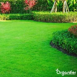 Gazonmest All-In-One (5Kg - Voor 100m2) Voor Een Diepgroen Sterk Gazon Zonder Mos En Onkruid - Complete Meststof Met Kalk En Grasversterker - Organifer -Gardena Winkel 1200x1200 1531