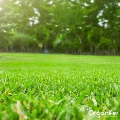 Gazonmest All-In-One (5Kg - Voor 100m2) Voor Een Diepgroen Sterk Gazon Zonder Mos En Onkruid - Complete Meststof Met Kalk En Grasversterker - Organifer -Gardena Winkel 1200x1200 1532
