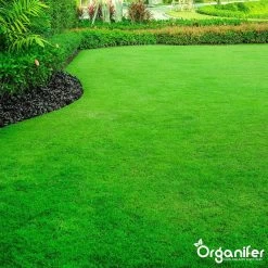 Gazonmest All-In-One (5Kg - Voor 100m2) Voor Een Diepgroen Sterk Gazon Zonder Mos En Onkruid - Complete Meststof Met Kalk En Grasversterker - Organifer -Gardena Winkel 1200x1200 1533