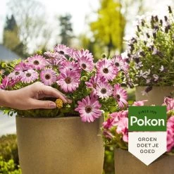 Pokon Voedingskegels Voor Terras- & Balkonplanten - 40 Stuks - 180 Dagen Voeding - Plantenvoeding -Gardena Winkel 1200x1200 1568