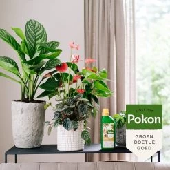 Pokon Kamerplanten Voeding - 500ml - Plantenvoeding - 20ml Per 1L Water -Gardena Winkel 1200x1200 1573