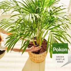 Pokon Palm Voeding - 250ml - Plantenvoeding - 10ml Per 1L Water -Gardena Winkel 1200x1200 1577