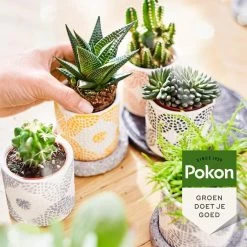 Pokon Bio Cactus & Vetplant Voeding - 250ml - Plantenvoeding (bio) - 7ml Per 1L Water 11 Pokon Bio Cactus & Vetplant Voeding - 250ml - Plantenvoeding (bio) - 7ml Per 1L Water -Gardena Winkel 1200x1200 1582
