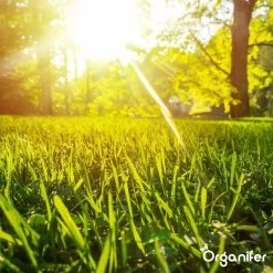 Gazonmest All-In-One (20Kg - Voor 400m2) Voor Een Diepgroen Sterk Gazon Zonder Mos En Onkruid - Complete Meststof Met Kalk En Grasversterker - Organifer -Gardena Winkel 1200x1200 1624