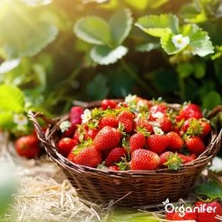 Lavagruis Uit Eifel Oergesteente (20Kg Voor 200m2) Grof Lavameel 0-2mm - Organifer -Gardena Winkel 1200x1200 1636