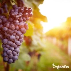 Lavagruis Uit Eifel Oergesteente (20Kg Voor 200m2) Grof Lavameel 0-2mm - Organifer -Gardena Winkel 1200x1200 1638