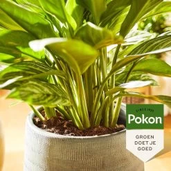 Pokon Groene Planten Voeding - 500ml - Plantenvoeding - 20ml Per 1L Water -Gardena Winkel 1200x1200 1654