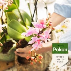 Pokon Orchidee Voeding - 500ml - Plantenvoeding - 10ml Per 1L Water -Gardena Winkel 1200x1200 1695