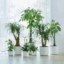 Elho B.for Soft Rond 30 - Bloempot Voor Binnen - Ø 29.5 X H 27.6 Cm - Wit -Gardena Winkel 1200x1200 1882