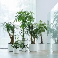 Elho B.for Soft Rond 30 - Bloempot Voor Binnen - Ø 29.5 X H 27.6 Cm - Wit -Gardena Winkel 1200x1200 1883