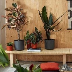 Elho B.for Soft Rond 35 - Bloempot Voor Binnen - Ø 34.5 X H 32.3 Cm - Antraciet -Gardena Winkel 1200x1200 1893