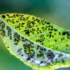 Diatomeeënaarde – 100% Zuiver – Ultra Fijn Poeder (25 Liter Zak – 10 Kg) - Organifer -Gardena Winkel 1200x1200 2089