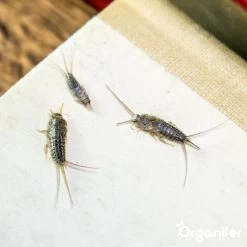 Diatomeeënaarde – 100% Zuiver – Ultra Fijn Poeder (25 Liter Zak – 10 Kg) - Organifer -Gardena Winkel 1200x1200 2090