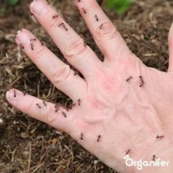 Diatomeeënaarde – 100% Zuiver – Ultra Fijn Poeder (25 Liter Zak – 10 Kg) - Organifer -Gardena Winkel 1200x1200 2091