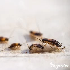 Diatomeeënaarde – 100% Zuiver – Ultra Fijn Poeder (25 Liter Zak – 10 Kg) - Organifer -Gardena Winkel 1200x1200 2092