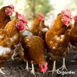 Diatomeeënaarde – 100% Zuiver – Ultra Fijn Poeder (25 Liter Zak – 10 Kg) - Organifer -Gardena Winkel 1200x1200 2093