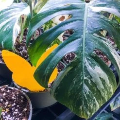 Biogroei Decoratieve Vangplaatjes - 10 Stuks - Tegen Rouwvliegjes, Trips, Witte Vlieg En Bladluis -Gardena Winkel 1200x1200 2148