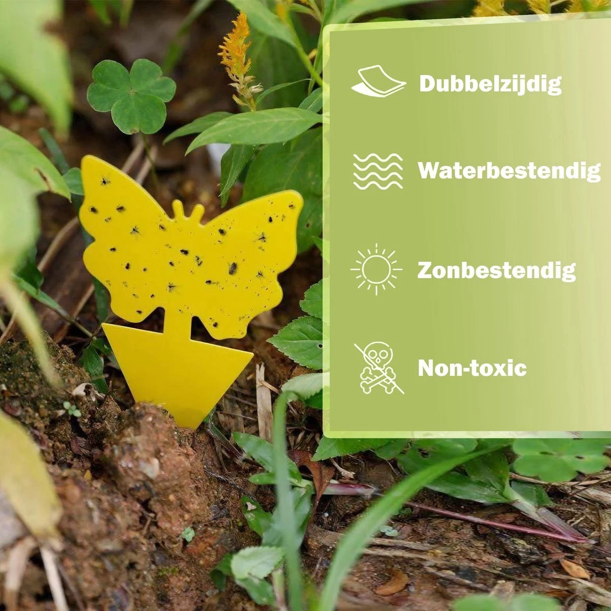 Professor Q - Rouwvliegjes Bestrijden - Fruitvliegjes Vanger - Varenrouwmug Bestrijden - Vliegenvanger - Plak Klavertjes Tegen Rouwvliegen - Vangplaten - 60 Stuks Vlinders 3 Professor Q - Rouwvliegjes Bestrijden - Fruitvliegjes Vanger - Varenrouwmug Bestrijden - Vliegenvanger - Plak Klavertjes Tegen Rouwvliegen - Vangplaten - 60 Stuks Vlinders - Afbeelding 3