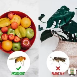 Super Ninja - Fruit Fly Ninja® - Fruitvliegjes Vanger - 100% Natuurlijk En Milieu Verantwoordelijk - 2 Pack -Gardena Winkel 1200x1200 2541