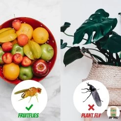 Super Ninja - Fruit Fly Ninja® - Fruitvliegjes Vanger - 100% Natuurlijk En Milieu Verantwoordelijk - 12 Pack -Gardena Winkel 1200x1200 2553