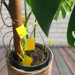 Aniway® - Fruitvliegjes Vanger - 40 Stuks (20 X 2) - Rouwvliegjes Bestrijden - Rouwvliegjes - Sterke Kleefkracht - Voor Buiten En Binnen 18 Aniway® - Fruitvliegjes Vanger - 40 Stuks (20 X 2) - Rouwvliegjes Bestrijden - Rouwvliegjes - Sterke Kleefkracht - Voor Buiten En Binnen -Gardena Winkel 1200x1200 2572