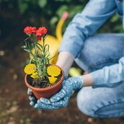 Professor Q - Rouwvliegjes Bestrijden - Fruitvliegjes Vanger - Varenrouwmug Bestrijden - Vliegenvanger - Plak Klavertjes Tegen Rouwvliegen - Vangplaten - 3 Stuks Vlinders -Gardena Winkel 1200x1200 2621