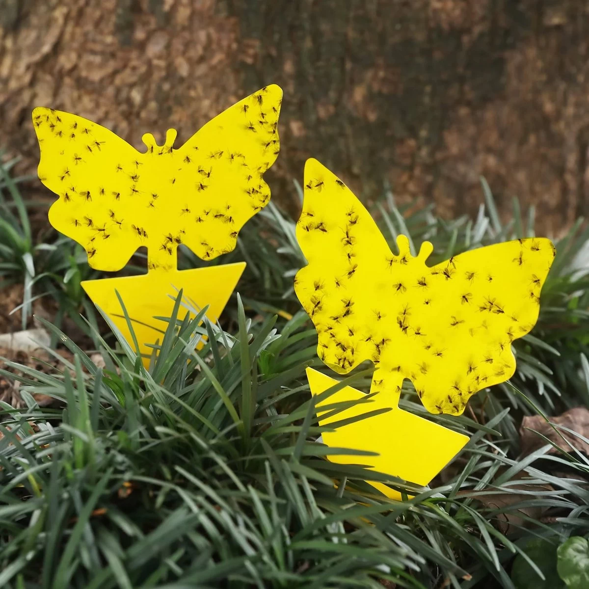 Rouwvliegjes Bestrijden - Fruitvliegjes Vanger - Varenrouwmug Bestrijden - Vangplaten 3 Rouwvliegjes Bestrijden - Fruitvliegjes Vanger - Varenrouwmug Bestrijden - Vangplaten - Afbeelding 3