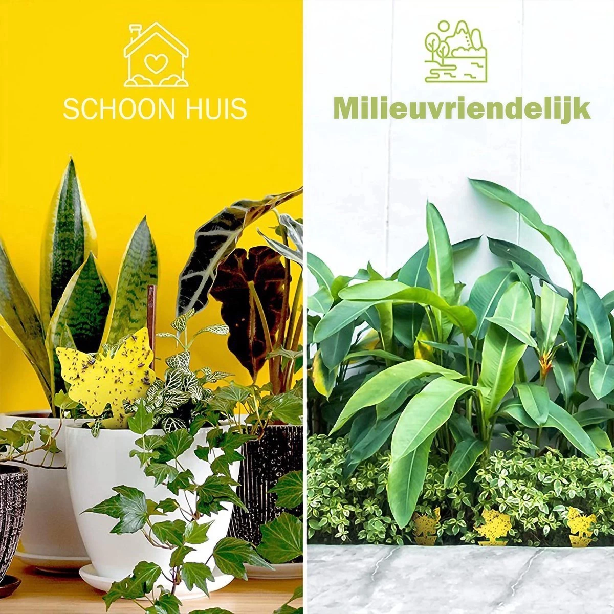 Rouwvliegjes Bestrijden - Fruitvliegjes Vanger - Varenrouwmug Bestrijden - Vangplaten 11 Rouwvliegjes Bestrijden - Fruitvliegjes Vanger - Varenrouwmug Bestrijden - Vangplaten - Afbeelding 11